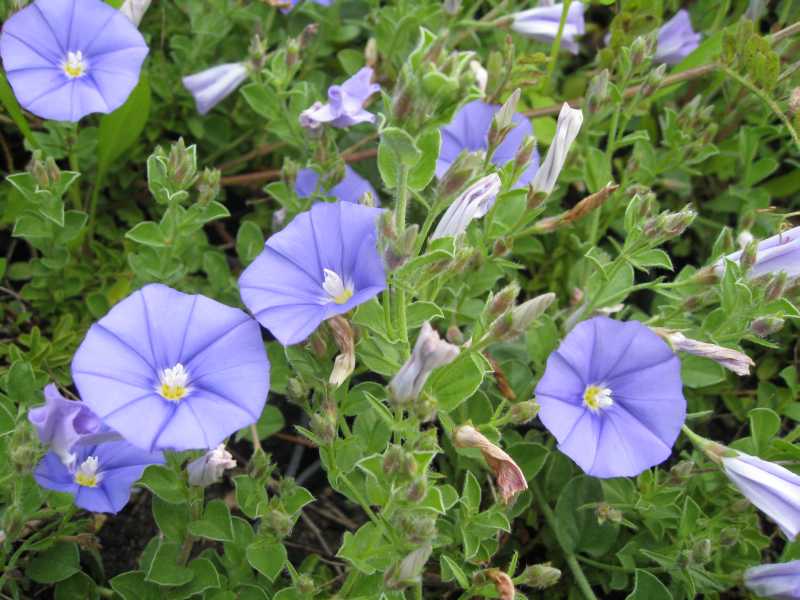 Convolvulus sabatius / Vilucchio della riviera